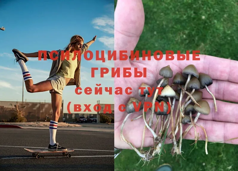 Галлюциногенные грибы Psilocybe  дарнет шоп  МЕГА ссылка  Нюрба 